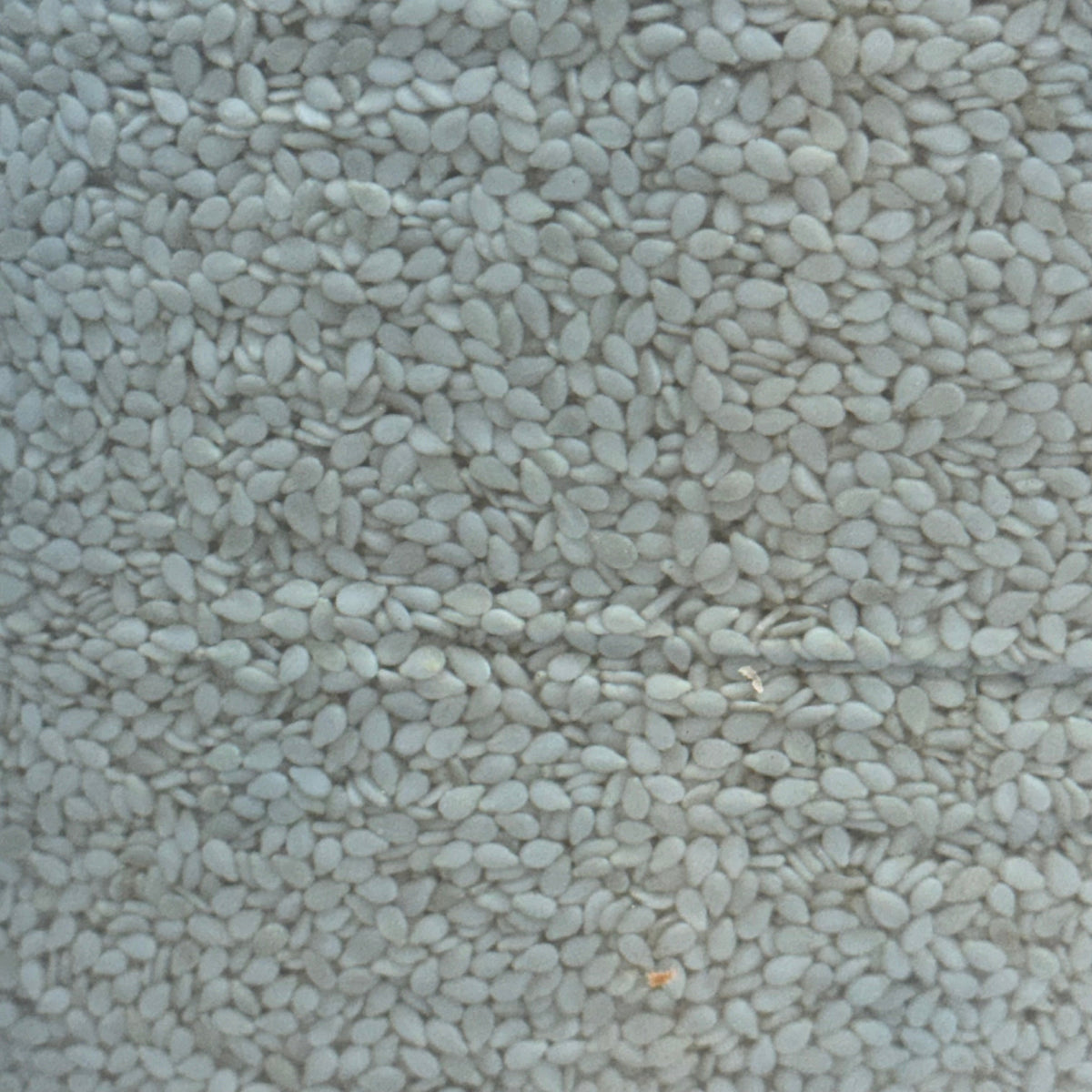 BAKESENSE Hulled Sesame Seeds 10 Lbs 73246