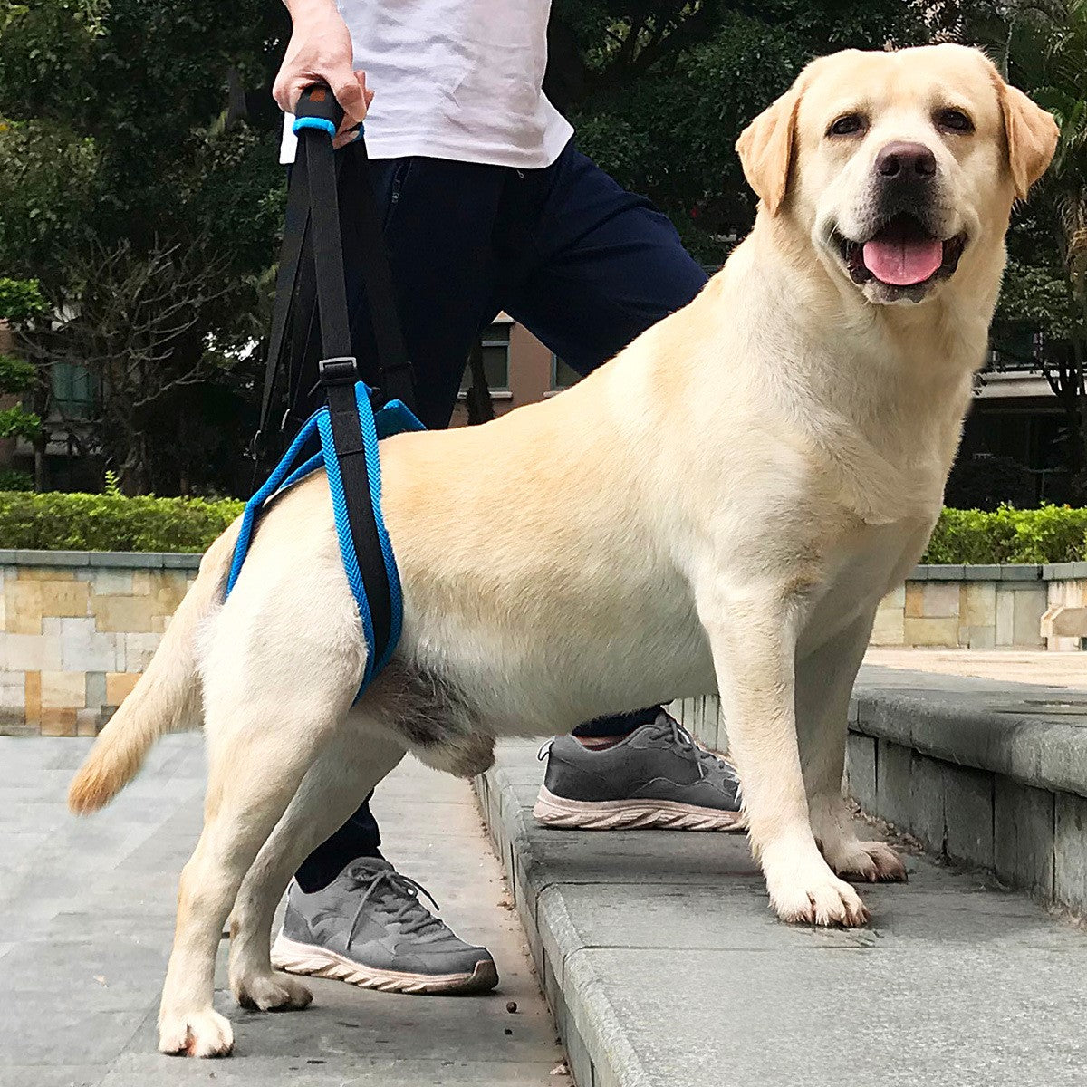 Pet Leg Strap Walking Support Dog Leg Support