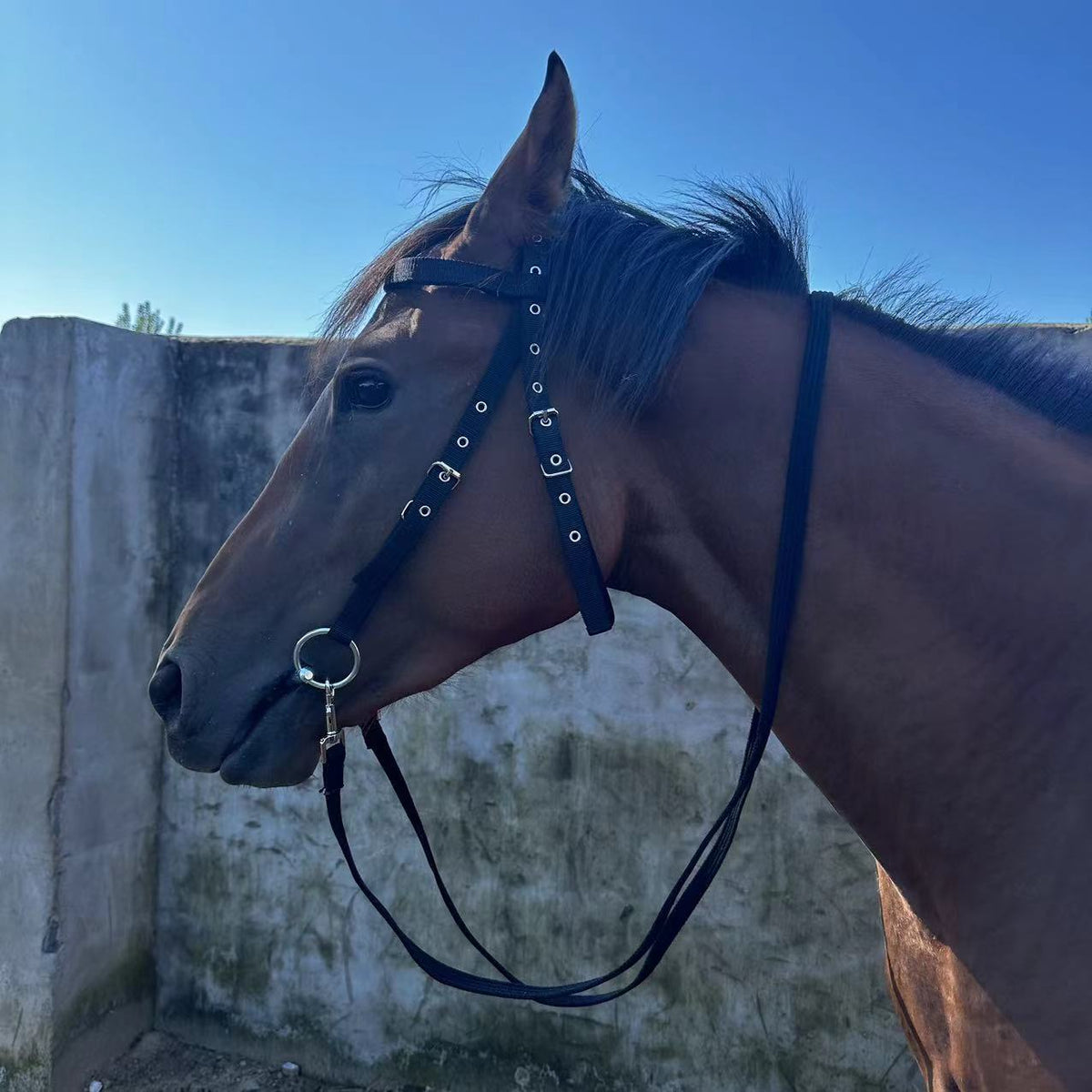 Horse Halter Rope Riding Hose Bridle Fiber