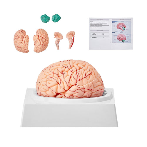 Human Brain Model Anatomy, 1:1 Life-Size 9-Part Human Brain Anatomical Model with Labels & Display Base, Detachable Brain Model for Science Research Teaching Learning Classroom Study Display