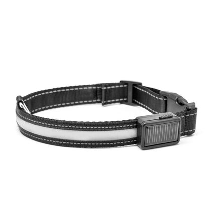 Fluorescent dog collar