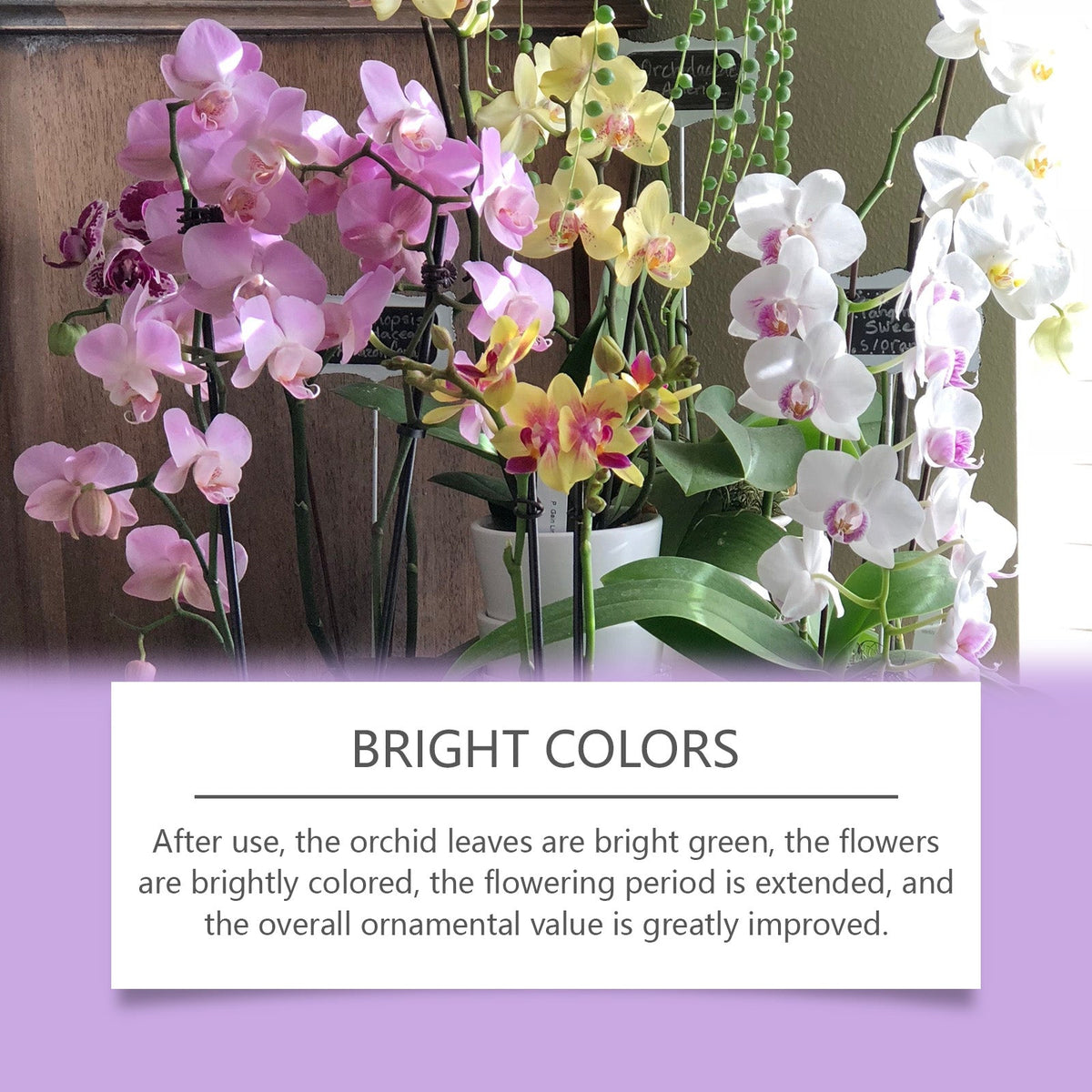 Orchid Plant Growth Agent Flower Green Plant Special Nutrient Solution For Orchid Pot Common