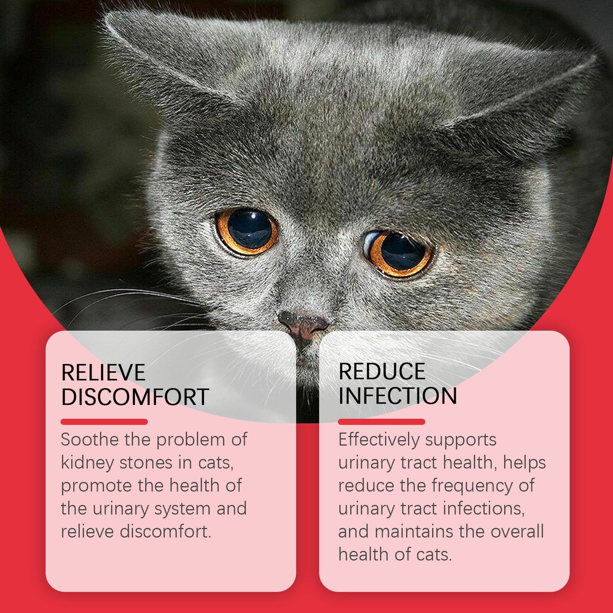 Pet Dietary Supplement, Take Care Of The Pet Body Discomfort Cat To Absorb Nutritional Supplements