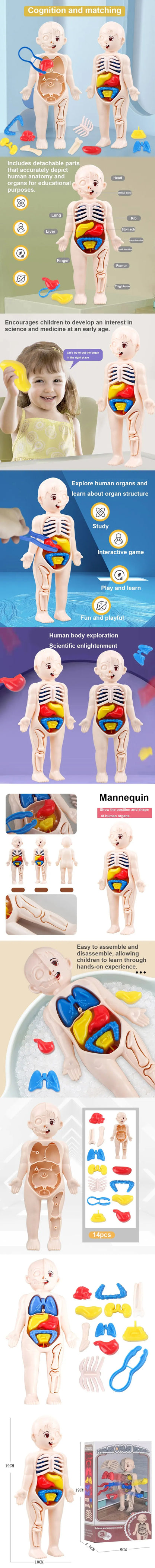 Montessori Human Body Anatomy Model DIY Learning Kit