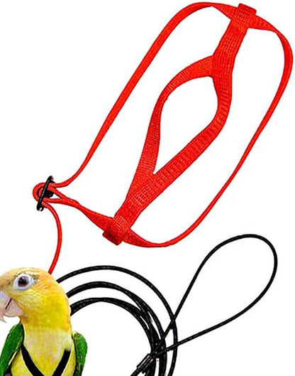 Parrot Flying With Flying Rope And Bird Harness